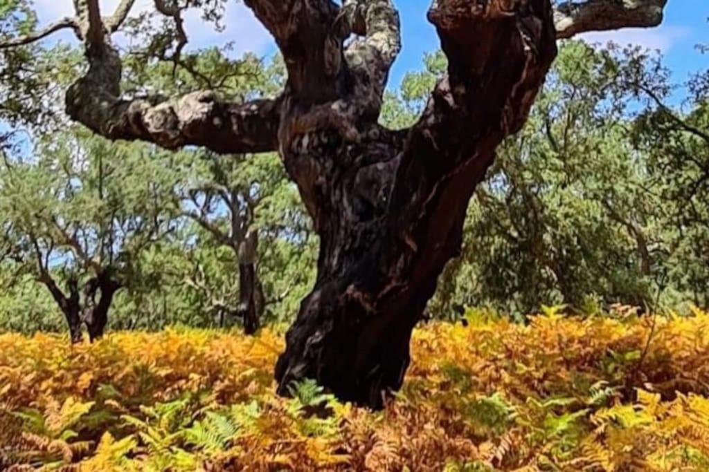 Alto Das Vinhas Lovers - Sesimbra Esterno foto